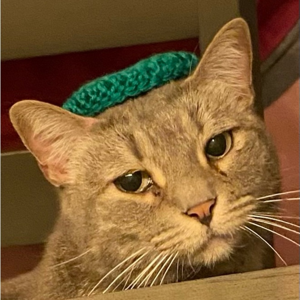 A hat. For your cat.